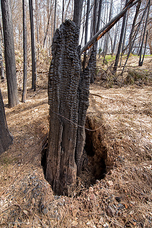 Burned out stump hole, Butte fire aftermath, Whiskey Slide Road, Calaveras County, CA, April 22, 2016