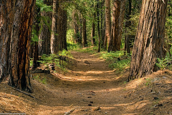 Woodland Path, Camp Mather, CA,