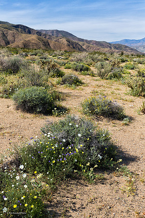 Anza Borrego Desert