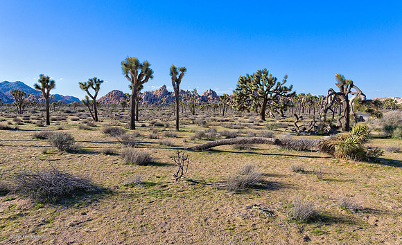 Joshua Tree NP