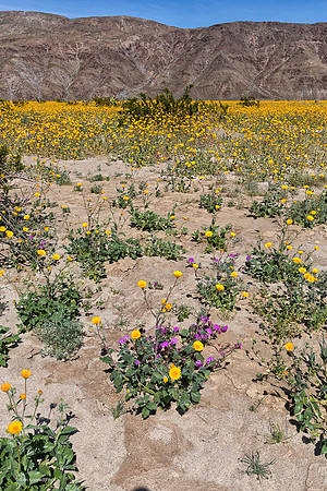 Anza Borrego Desert