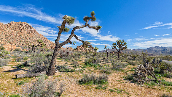 Joshua Tree NP