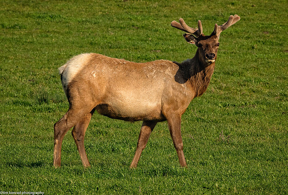 Roosevelt Elk, Point Reyes National Seashore