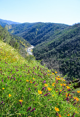 Tuolumne River above Wards Ferry, Tuolumne County, CA April 20, 2016