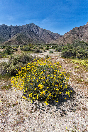Anza Borrego Desert