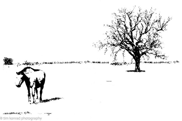Cricket and her Tree, Stanislaus County, CA 1985