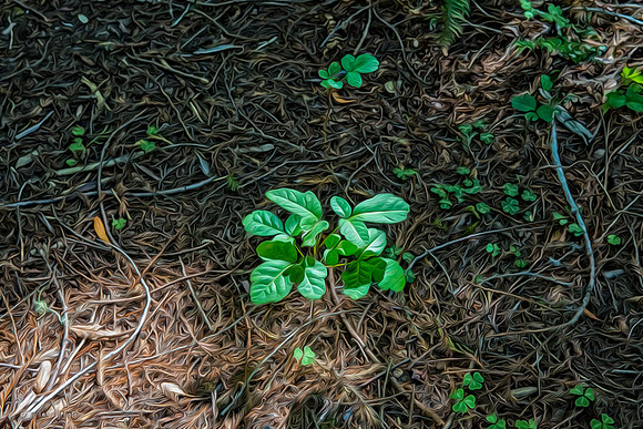 Poison Oak, Camp Navarro, Mendocino County, CA July 2015