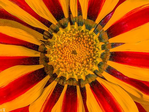 Garden Sunburst, June 2020