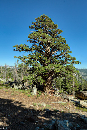 Mountain Juniper, Tuolumne County, CA July 2020