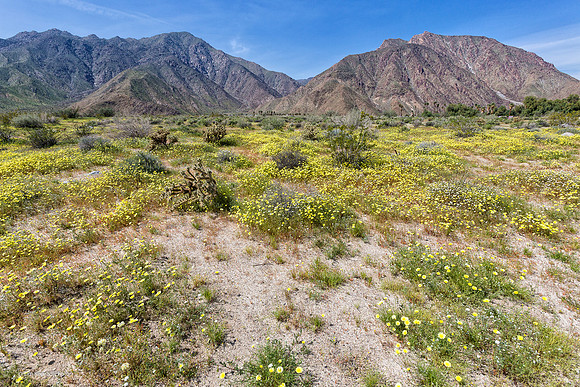 Anza Borrego Desert