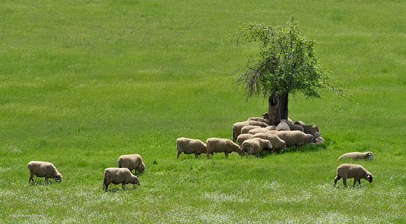 Sheep, Jesus Maria Road, Calaveras County, CA, April 22, 2016