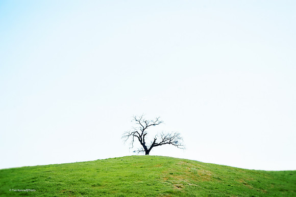 Tree, Wards Ferry Road, Tuolumne County, CA, April 20, 2016