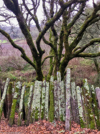 Misty Afternoon, Sonoma Mountain Road, Sonoma County, CA