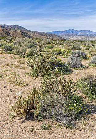 Anza Borrego Desert