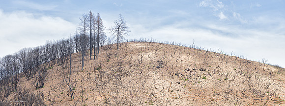 Burned-over ridgetop, Butte fire aftermath, Jesus Maria Road, Calaveras County, CA, April 22, 2016