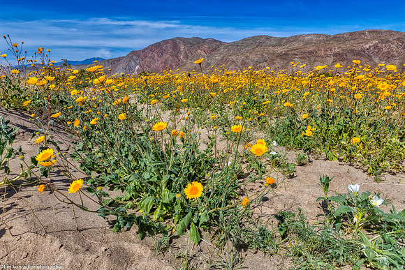 Desert Superbloom, Anza Borrego State Park