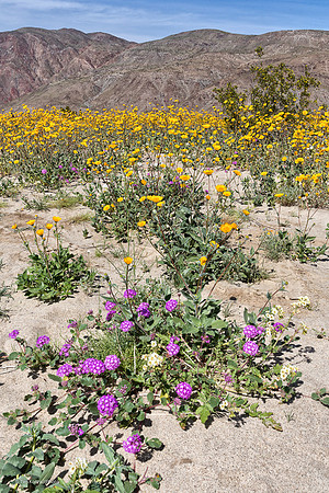 Anza Borrego Desert