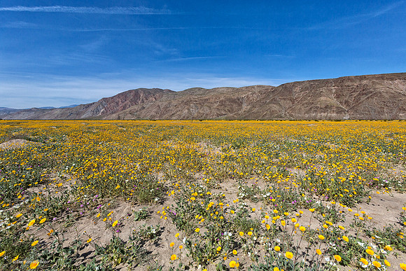Anza Borrego Desert