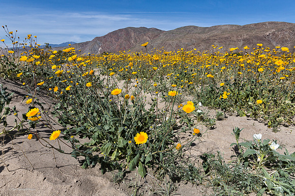 Anza Borrego Desert