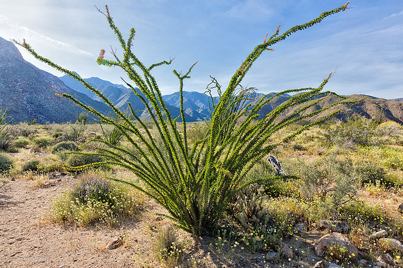 Anza Borrego Desert