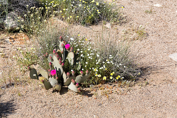 Anza Borrego Desert