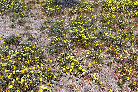 Anza Borrego Desert