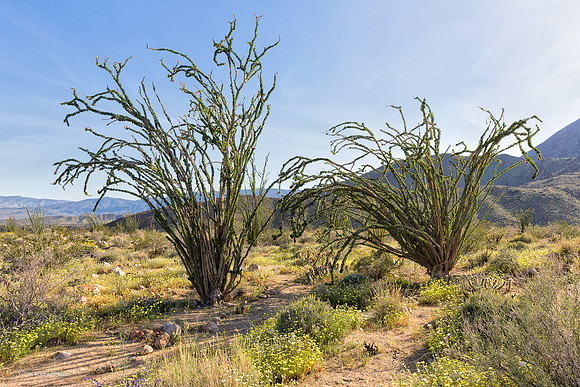 Anza Borrego Desert