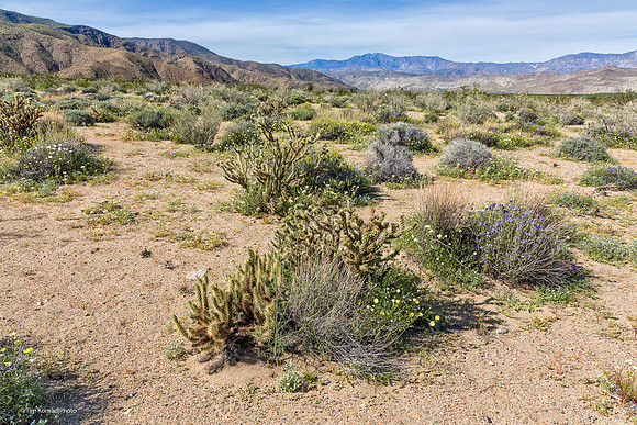 Anza Borrego Desert