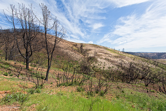 Burned-out area, Butte fire aftermath, Jesus Maria Road, Calaveras County, CA, April 22, 2016
