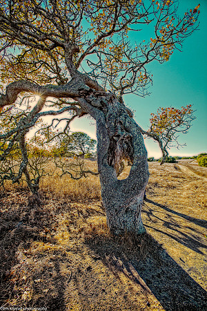 Old Oak Tree, Helen Putnam Regional Park