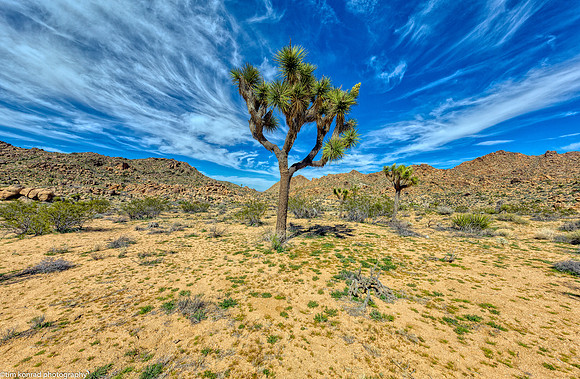 Joshua Tree National Park  March 15, 2017