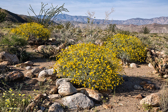 Anza Borrego Desert