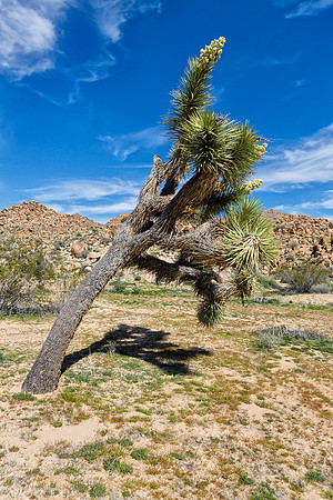 Joshua Tree NP