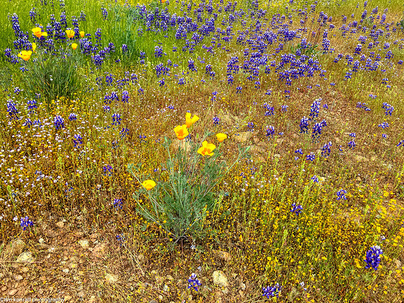 Springtime in the Red Hills, Tuolumne County, CA