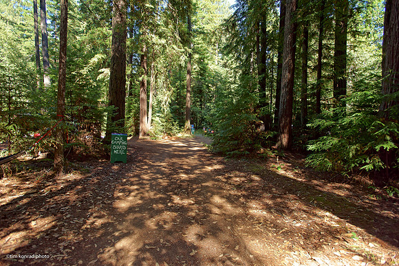 Redwood Ramble, 2015
