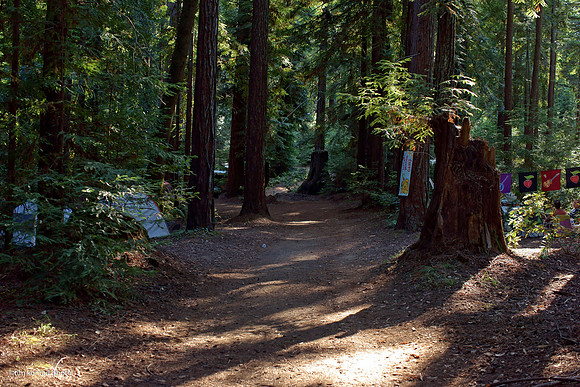 Redwood Ramble, 2015