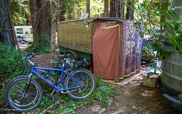 Redwood Ramble, 2015