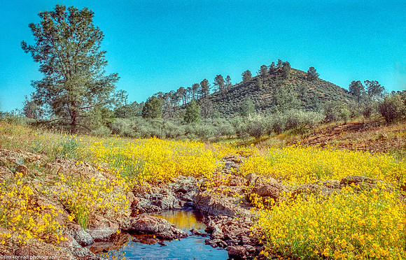Springtime in the Red Hills, Tuolumne County, CA, April 20, 1989
