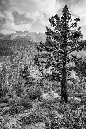 Tuolumne County High Country
