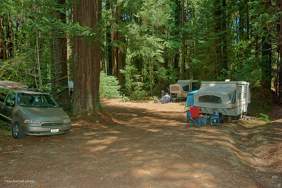Redwood Ramble, 2015
