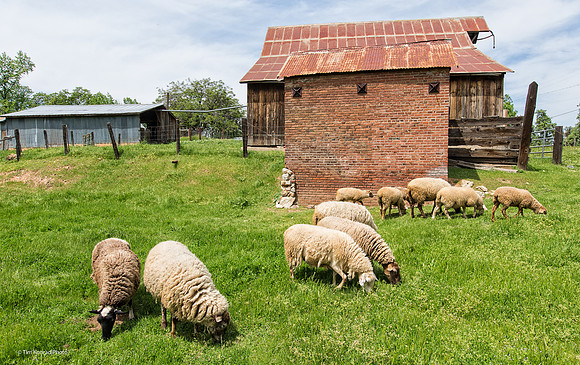 Sheep grazing in Sheepranch, Calaveras County, CA, April 22, 2016