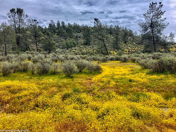 Springtime in the Red Hills, Tuolumne County, CA