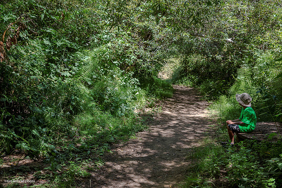 Redwood Ramble, 2015