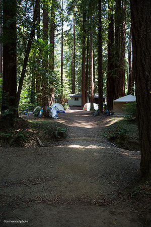 Redwood Ramble, 2015