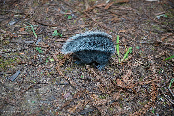 Redwood Ramble, 2015
