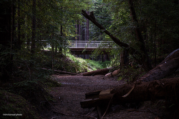 Redwood Ramble, 2015