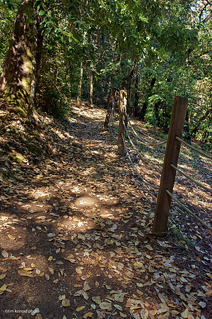 Redwood Ramble, 2015