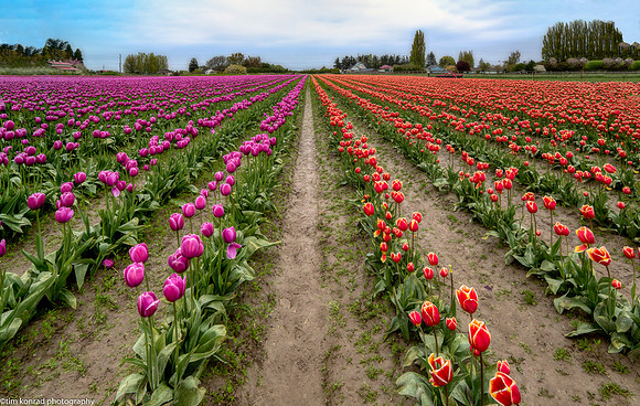 Roozen Gaarde Display Garden & Tulip Farm