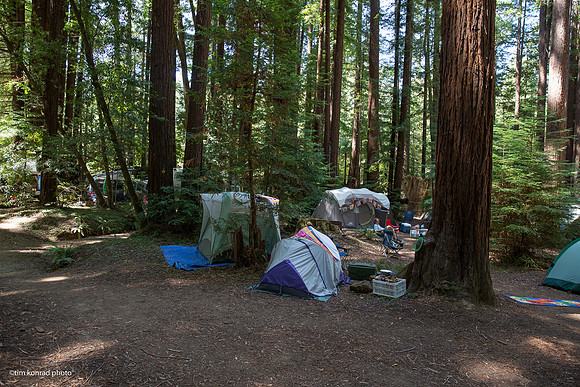 Redwood Ramble, 2015
