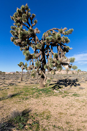 Joshua Tree NP
